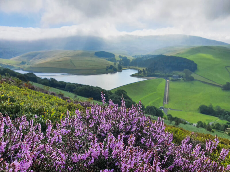 Hayfield